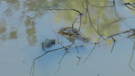 Kaiman-Crocodilus-Regungslos-Auf-Der-Wasseroberfläche-In-Französisch-Guayana
